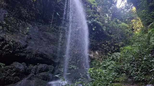 La cascada de Los Tilos cayendo entre la laurisilva del Barranco del Agua, en La Palma.
