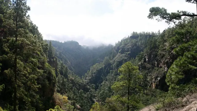 El cauce encajonado del Barranco del Infierno, en Tenerife, entre laderas de pinar y bruma.