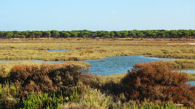 Los caños y la vegetación salina de las marismas del Odiel, en Huelva, bajo un cielo despejado.